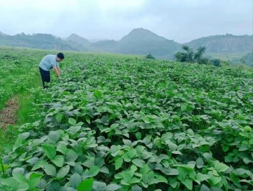 經(jīng)濟區(qū)積極盤活農(nóng)村 四塊地 助力鄉(xiāng)村振興