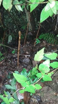 彝良縣著力破解制約天麻產業(yè)發(fā)展的瓶頸