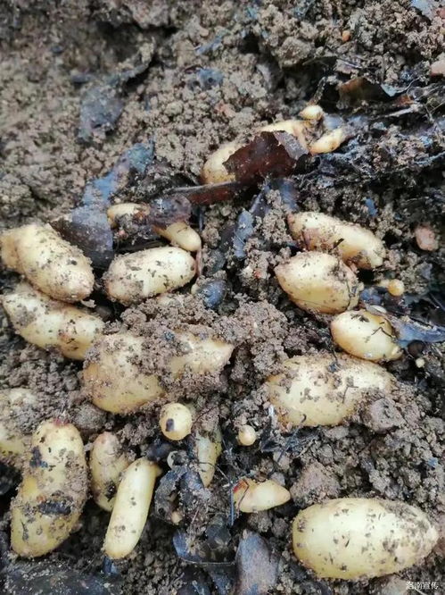 洛南 天麻產業(yè)喜豐收