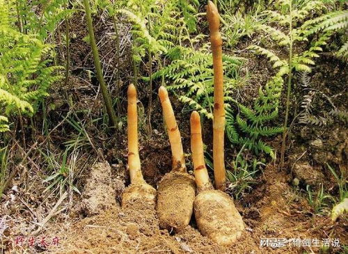 田衛(wèi)東醫(yī)生 加強版的天麻鉤藤飲,幫你減輕震顫