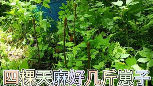 和吳叔進山真合財,四棵天麻挖出好幾斤崽子,個頭還都挺大