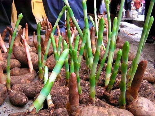 鄉(xiāng)村此 農產品 ,村里人當土豆燉雞,城里人做成 昂貴盆景