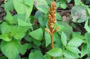 在農村這野草被稱為 神草 ,常吃對頭腦好,現(xiàn)在已很少見到