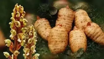 漲知識(shí)了 原來貴州藏著這么多全國有名的 特色鄉(xiāng)