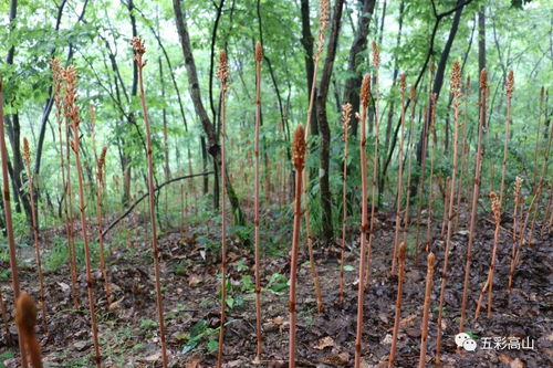 市烏江經(jīng)濟(jì)走廊建設(shè)開發(fā)專題調(diào)研組前來(lái)高山調(diào)研